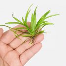 Helanthium Bolivianum (Chain Sword) FJ