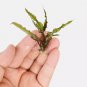 Cryptocoryne Retrospiralis FJ
