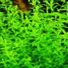 Micranthemum Micranthemoides (Pearl Weed) FJ
