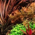 Cryptocoryne Spiralis Tiger FJ