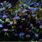 Bucephalandra Black Galaxy Tissue Culture FJ
