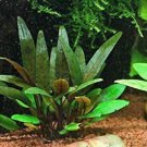 Cryptocoryne Petchii Tissue Culture FJ