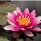 Nymphaea Attraction Water Lily Pond FJ
