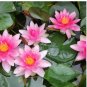 Nymphaea Attraction Water Lily Pond FJ