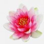 Nymphaea Attraction Water Lily Pond FJ