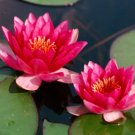 Nymphaea Gloriosa FJ