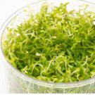 Rotala Mexicana Tissue Culture FJ
