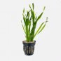 Vallisneria Torta FJ