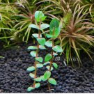 Rotala Pearl Mini FJ