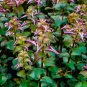 Rotala Pearl Mini FJ