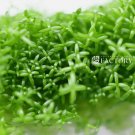 Microcarpaea Minima Merrill Tissue Culture FJ
