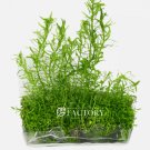 Didiplis Diandra Tissue Culture FJ