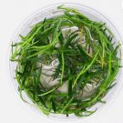 Littorella Uniflora Tissue Culture FJ