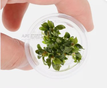 Bucephalandra Kedagang Mini Galaxy [Small Tissue Culture Cup] FJ