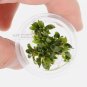 Bucephalandra Kedagang Mini Galaxy [Small Tissue Culture Cup] FJ