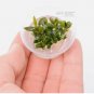 Bucephalandra Kedagang Mini Galaxy [Small Tissue Culture Cup] FJ