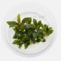 Bucephalandra Kedagang Mini Galaxy [Small Tissue Culture Cup] FJ