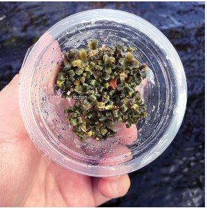 Bucephalandra Biblis Blue Sky [Small Tissue Culture Cup] FJ