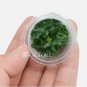 Bucephalandra Biblis Blue Sky [Small Tissue Culture Cup] FJ
