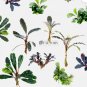 Bucephalandra Plants Packages [Grower's Choice] FJ