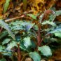Bucephalandra Plants Packages [Grower's Choice] FJ