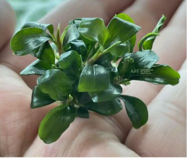Bucephalandra Green Wavy Tissue Culture FJ