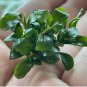 Bucephalandra Green Wavy Tissue Culture FJ