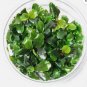 Bucephalandra Green Wavy Tissue Culture FJ