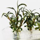 Bucephalandra Kedagang Blue Tissue Culture FJ