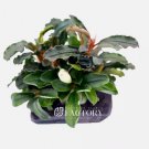 Bucephalandra Species on Small Driftwood Grower's Choice FJ