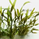 Cryptocoryne Axelrodi Tissue Culture FJ