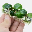 Anubias Coffeefolia Tissue Culture FJ