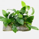 Anubias Bonsai Tissue Culture FJ