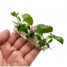 Anubias Congensis Tissue Culture FJ