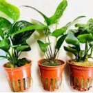 Anubias Striped Tissue Culture FJ