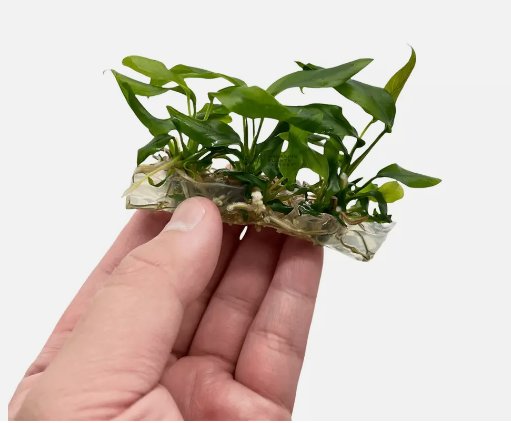 Anubias Minima Tissue Culture FJ