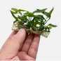 Anubias Minima Tissue Culture FJ