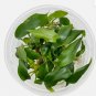 Anubias Minima Tissue Culture FJ
