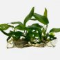 Anubias Minima Tissue Culture FJ