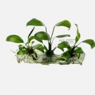 Anubias Hastifolia Tissue Culture FJ