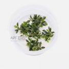Bucephalandra Petite Blue Chili Tissue Culture FJ