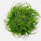 Eleocharis Acicularis Tissue Culture FJ