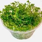 Rotala Rotundifolia Green Compact Tissue Culture FJ