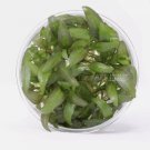 Cryptocoryne Willisii Tissue Culture FJ