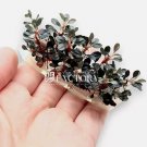 Bucephalandra Brownie Red Coin Tissue Culture FJ