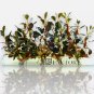 Bucephalandra Brownie Red Coin Tissue Culture FJ