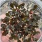 Bucephalandra Brownie Red Coin Tissue Culture FJ