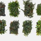 Bucephalandra Species on Coco Pad [Grower's Choice] FJ
