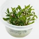 Bucephalandra Godzilla Green Bonsai Tissue Culture FJ
