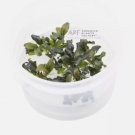 Bucephalandra Brownie Ghost Tissue Culture FJ